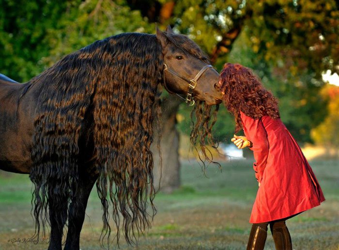 caballo es considerado por muchos el más guapo del mundo