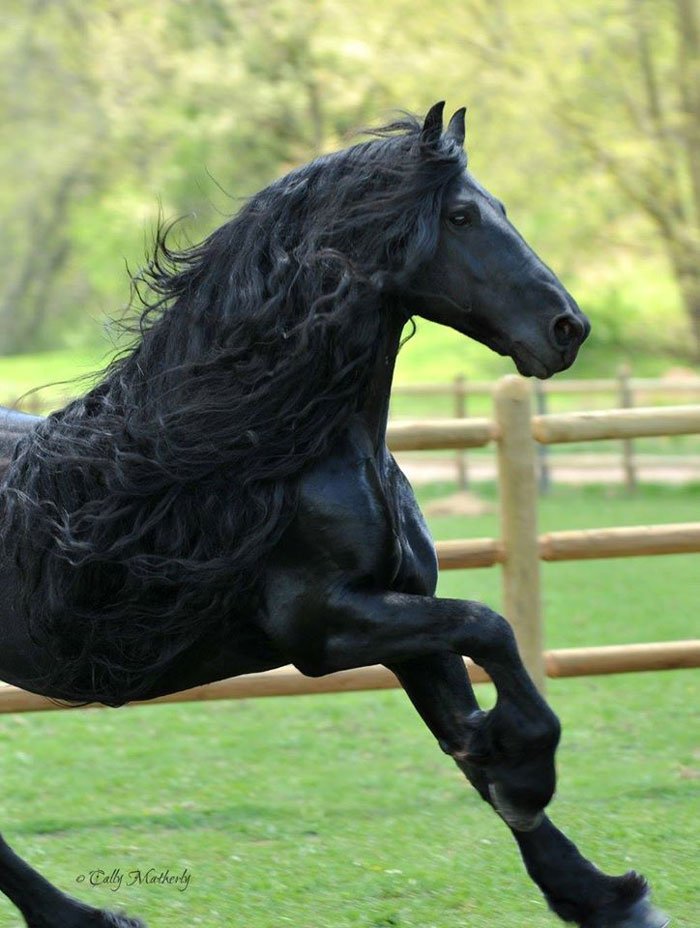 el caballo mas guapo y lindo