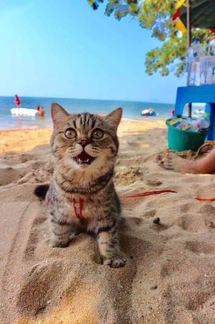 gata es feliz en la playa