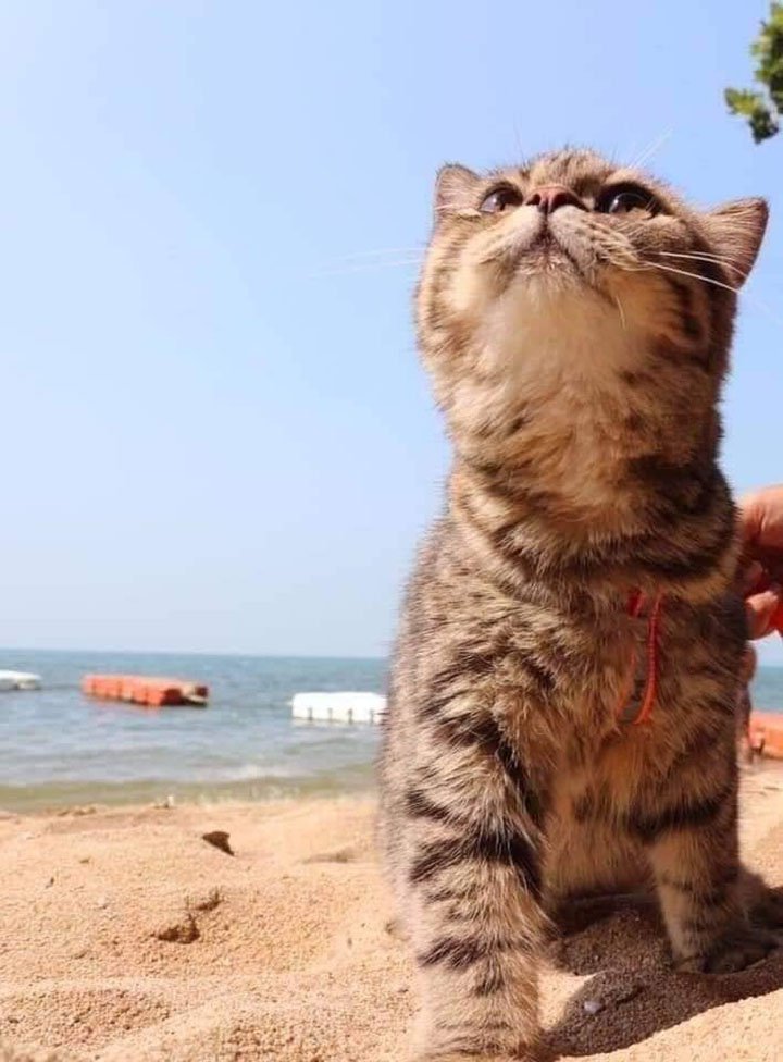 gatita disfrutando la brisa de la playa
