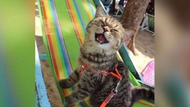 gato conoce la playa y bo deja de sonreír
