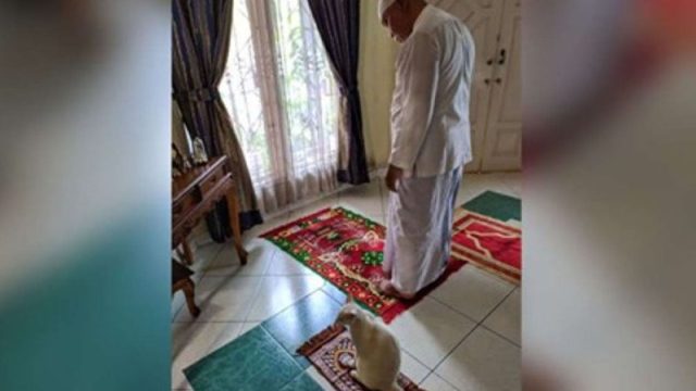 gato en su alfombra de oración con su humano.