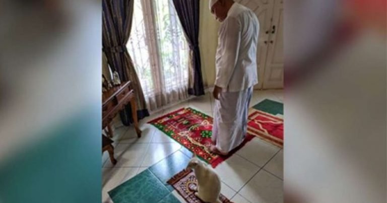 gato en su alfombra de oración con su humano.