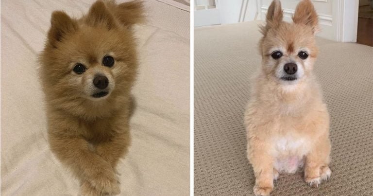 Mujer descubre que cortar el pelo de su perro durante el aislamiento no es tan fácil