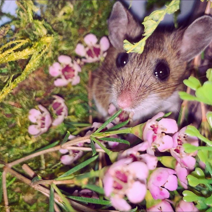 pequeño ratón que ama la hora del baño