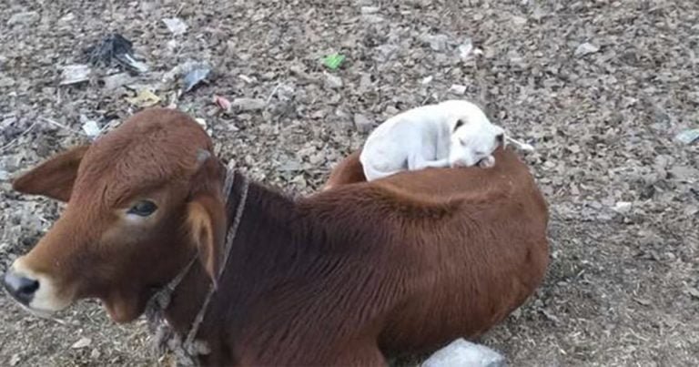Perrito ve a una vaca tomando una siesta y decide unirse