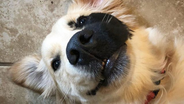 perro con adorable mutación genética