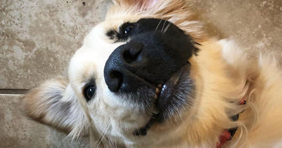 Golden retriever tiene una adorable y rara mutación genética