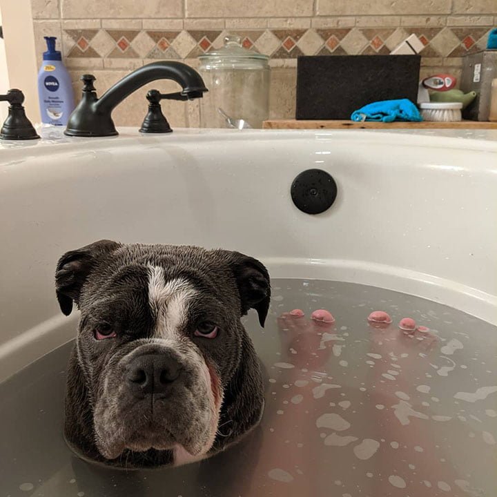 perro disfruta la hora del baño