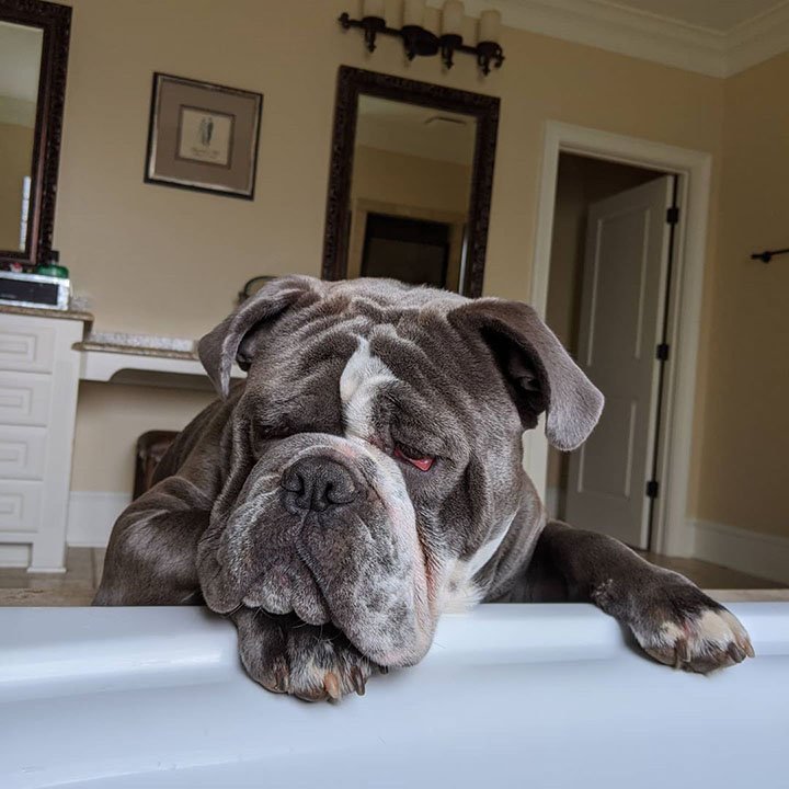 perro insiste en bañarse con su padre