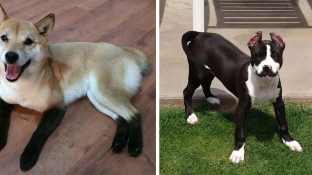 perros con marcas que los hacen únicos