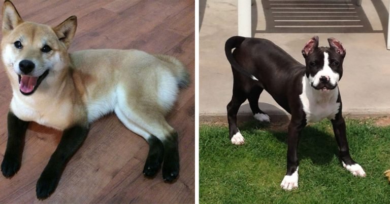 perros con marcas que los hacen únicos