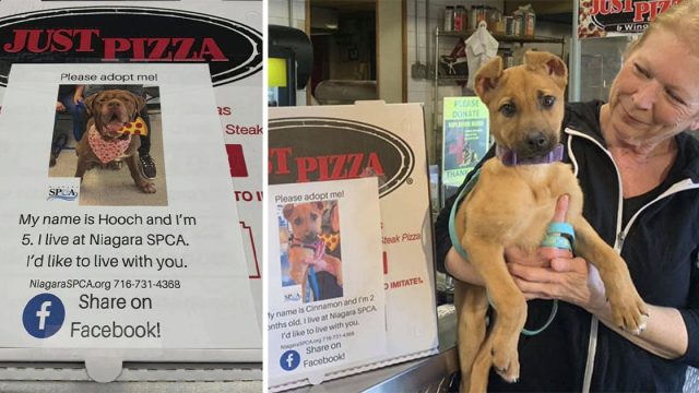 pizzeria coloca fotos de perros de un refugio en sus cajas para que encuentren hogar