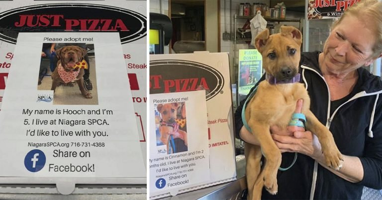 pizzeria coloca fotos de perros de un refugio en sus cajas para que encuentren hogar