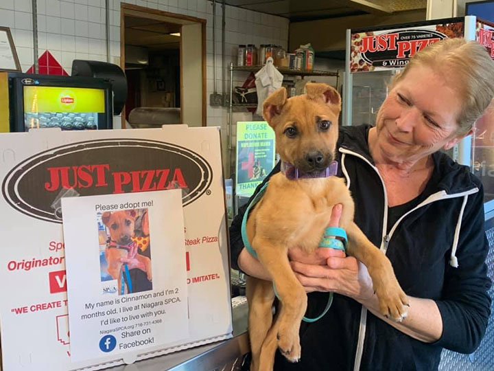 pizzeria pone fotos de perritos sin hogar en sus cajas