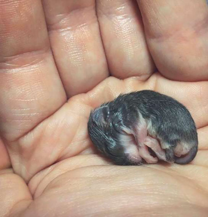 ratón adora la hora del baño