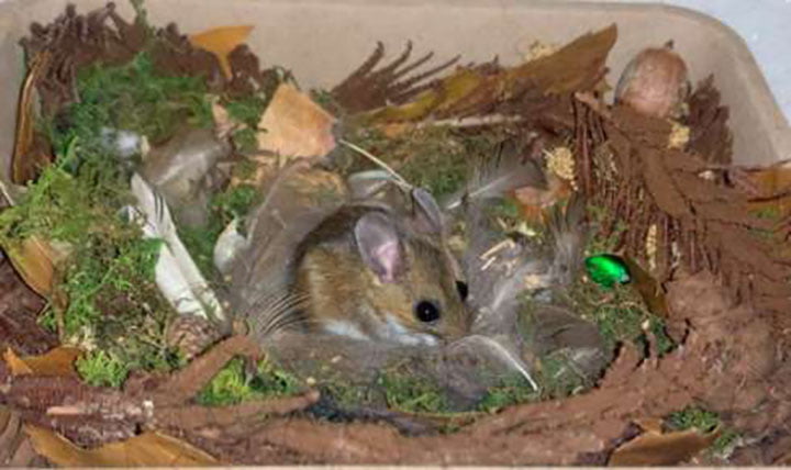 ratón rescatado adora la hora del baño