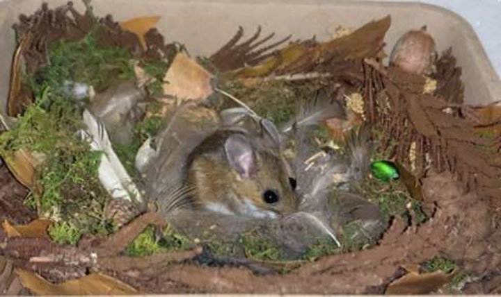 ratón rescatado adora la hora del baño