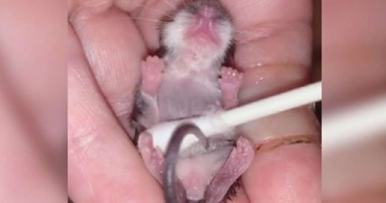 Este ratoncito huérfano ama la hora del baño