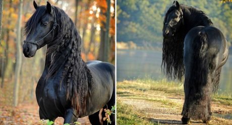 Este caballo es considerado por muchos el más guapo del mundo