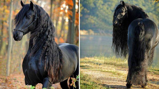 Caballo más guapo del mundo