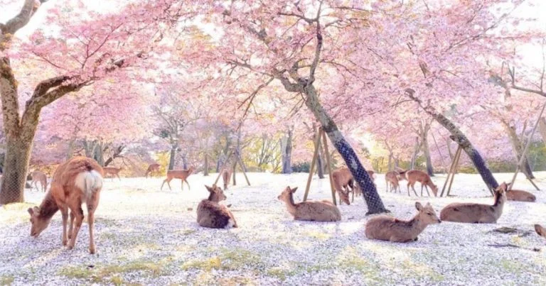 Ciervos disfrutan flores cerezos parque Nara