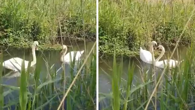 Cisne herido reúne con su pareja