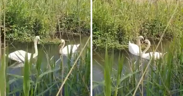 Cisne herido reúne con su pareja