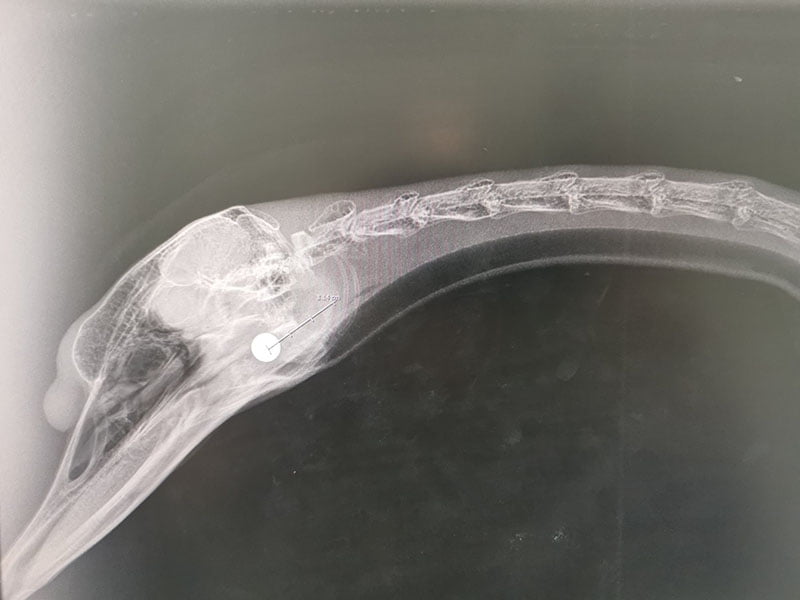Cisne recibió un disparo en la cabeza mientras anidaba se recupera