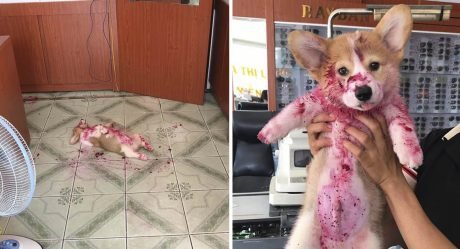 Corgi le da un susto a su dueño después de comer una pitahaya y tomar un descanso