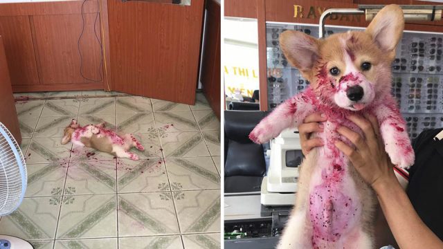 Corgi susto familia comer pitahaya