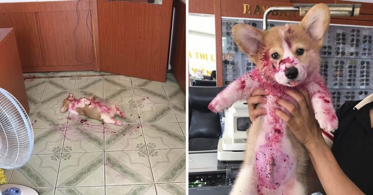 Corgi susto familia comer pitahaya