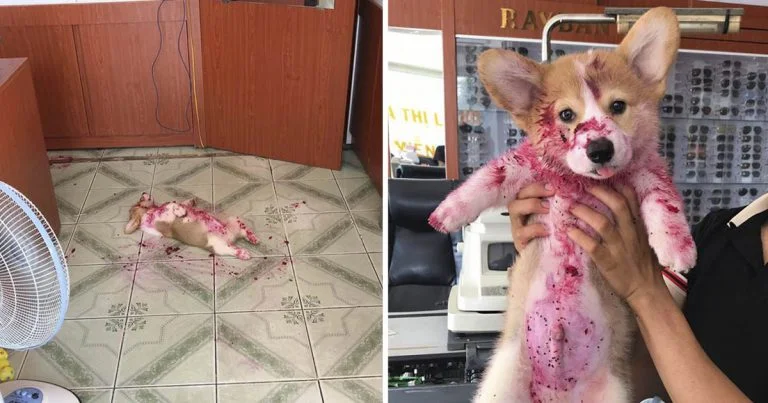 Corgi susto familia comer pitahaya