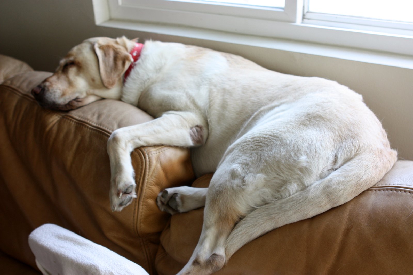 Fotos que prueban que perros pueden tomar una siesta en cualquier lugar