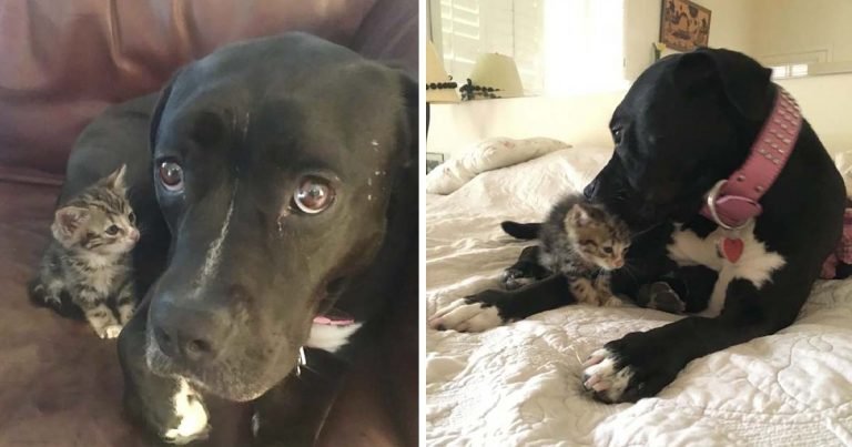Gatito sin hogar encontrado en la acera no deja ir a su nueva mamá