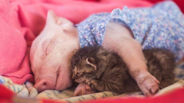 Gatito y cerdita rescatados se consuelan mutuamente