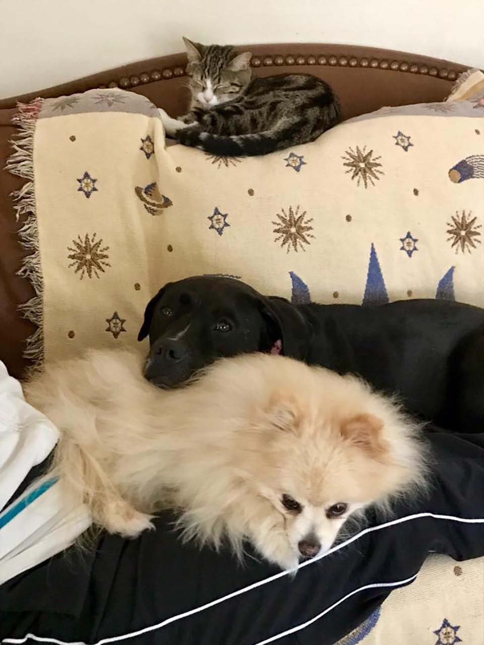 Gatito y sus hermanos perros