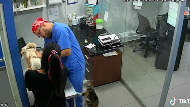 Gato defiende a un perrito que lloraba al ser vacunado