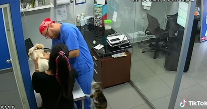 Gato defiende a un perrito que lloraba al ser vacunado