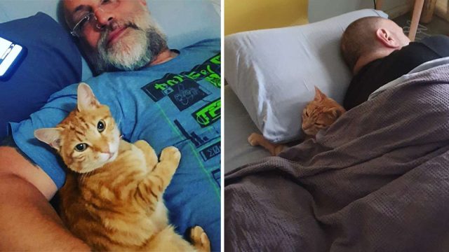 Gato entra casa vecinos pasar la noche