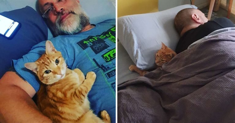 Gato entra casa vecinos pasar la noche