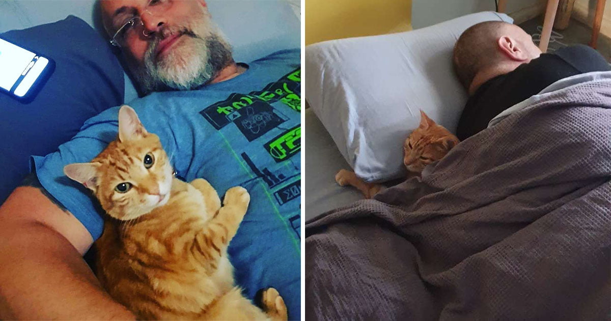 Gato entra casa vecinos pasar la noche