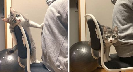 Gato no deja que nadie más se siente en su nueva silla favorita