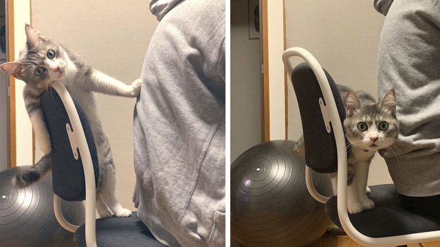 Gato no deja que nadie se siente en su nueva silla