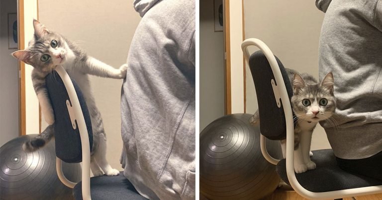 Gato no deja que nadie se siente en su nueva silla