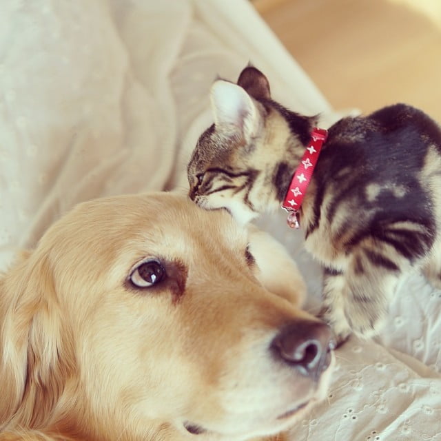 Golden retriever perdió a su mejor amigo gato se enamora de este gatito