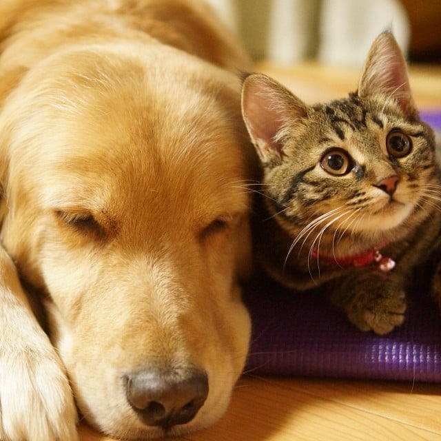 Golden retriever perdió a su mejor amigo gato