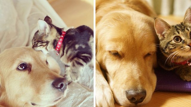 Golden retriever perdió a su mejor amigo gato se enamora de este gatito que fue rechazado por mamá