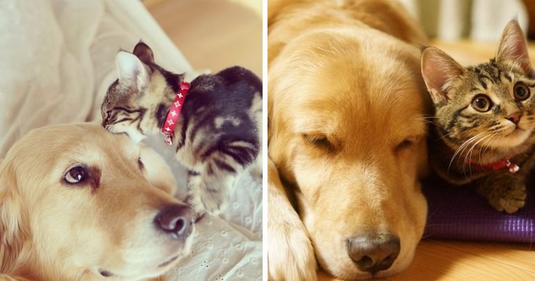 Golden retriever perdió a su mejor amigo gato se enamora de este gatito que fue rechazado por mamá