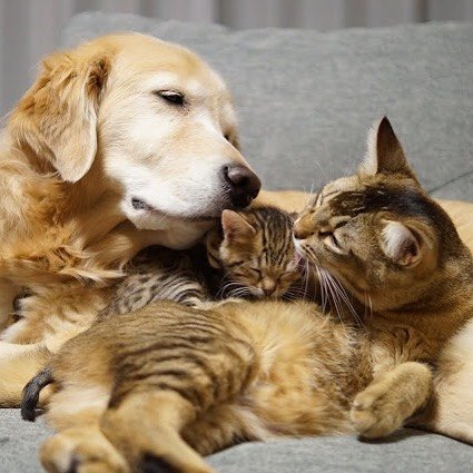 Golden retriever perdió a su mejor amigo gato se enamora de este gatito que fue rechazado
